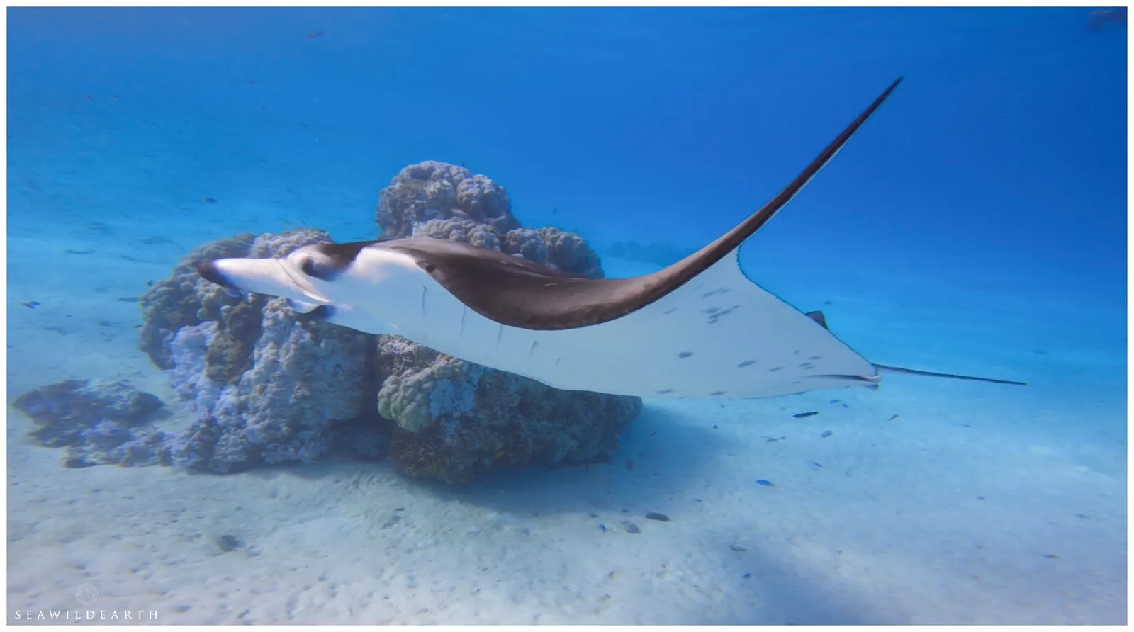 Raie manta dans le bleu du lagon